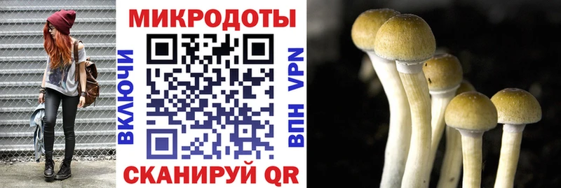 Купить  Кашин  Галлюциногенные грибы Magic Shrooms 